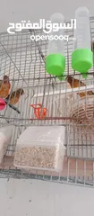  2 كوم عصافير كنار