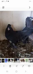  2 حمام قلاب عراقي