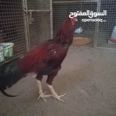  2 ديك سندي  اصل