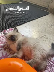  4 همالايا  للبيع
