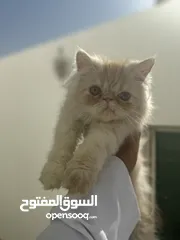  3 قطط بيكي فيس الحق ما تلحق