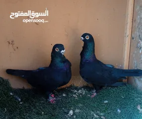  5 حمام للبيع جوز شغالات للبيع بدون الفراخ جوز بولنديات