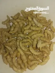  3 ميل وورم ( دود قبابي) mealworm