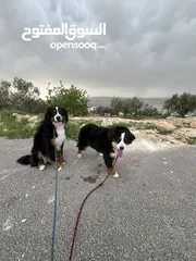  1 Swiss bernese