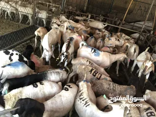  3 Somali goat and sheep  available all time