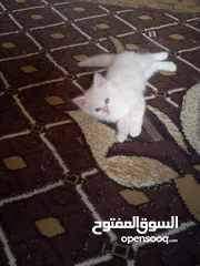  3 قطط للبيع  سكوتش فولد