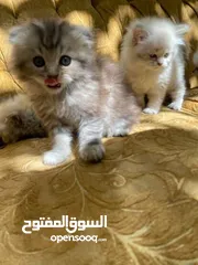  20 5 قطط مكس للبيع