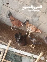  9 دجاج هراتي للبيع