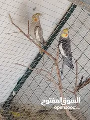  3 عصافير كوكتيل