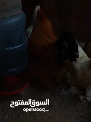  6 دجاج وصيصان كوشن العملاق