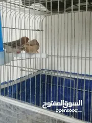 4 جنه ولارنج