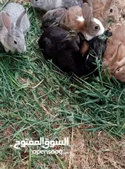  2 أرانب نخب للبيع