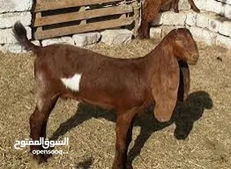  4 إعلان هام: فرصة استثمارية لمنتجي الماعز الحلوب