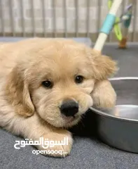  24 جولدن ريتريفر بريطاني آصلي  Golden retriever pure اعلى مستوى في الشرق الاوسط