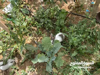  9 10أرانب صغيرة مخلط الاعمار