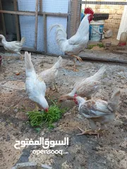  4 دجاج عرب أصليات