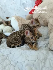  5 Bengal kittens