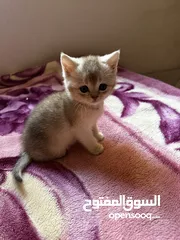  2 بسس سكوتش ستريت للبيع