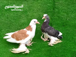  2 كوبيات للبيع