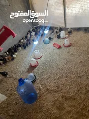  3 جاج بلدي وسط