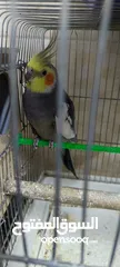  1 جوز حبشي شغال