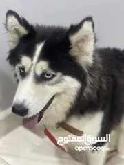  4 كلب هاسكي للبيع