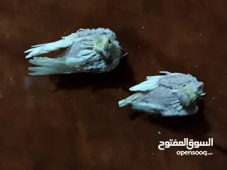  29 مجموعة طيور جواز كلها شغاله أن شاء الله