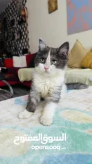  1 4month mix Persian Himalayan cat Female