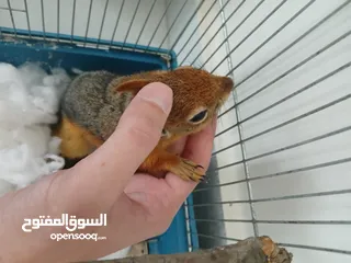  12 للبيع اليفة ونشطة وسهلة التربية عمر 7-6 اشهر بالصلاة على النبي لعشاق الحيوانات المميزة