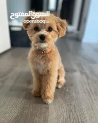  2 toy poodle for adoption