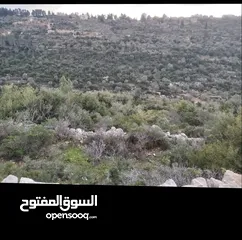  2 ارض في ام صفا بسعر مغري جدااا