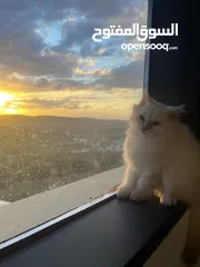  4 قطه شيرازي