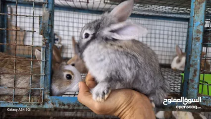  27 RABBITS FOR SALE