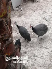  1 زوج قبج للبيع  