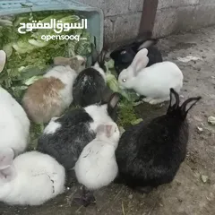  1 أرانب فرنسي للبيع اعمار مختلفة