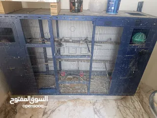  1 طيور جنه مع قفص حديدي قوي جدا بسعر مغري جداً