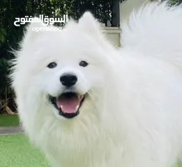  4 كلب سامويد  - Samoyed dog