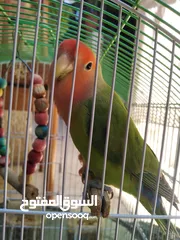  3 جوز روز بصحه ممتازه الانثى لاتينو عين حمره والذكر الاخضر ................................