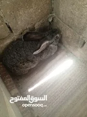  4 جوز ارانب الماني للبيع بسعر مغري جدا