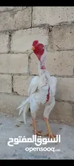  7 ديوك  الماني  ابيض