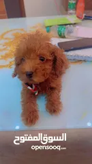  7 mini teacup poodle pure breed