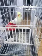  1 متاح فحل كوكتيل لاتينو