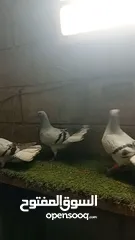  1 نوريه زرقا لبنيه ذنب كركند