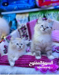  14 السلام وعليكم قطط هملاية ام مع بناتها 4 وهي ال5 العمر الزغار 3 اشهر الوحدة الزغيرة سعرهة 75