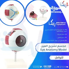  1 بيع مجسمات تعليمية في اليمن مجسم تشريح العين Eye Anatomy Model