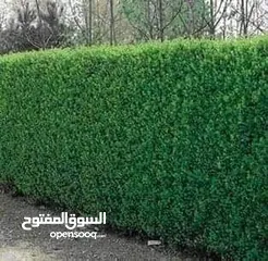  20 تنسيق حدائق