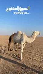  2 حليب ابل حليب نياق حلب امامك   بول جمال بول ابل بول نياق