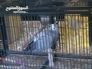  7 ببغاء كاسكو أليف متكلم بطلاقة
