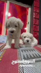  4 جراء مالتيبو ذكر وانثى.. Male and female Maltipoo puppies