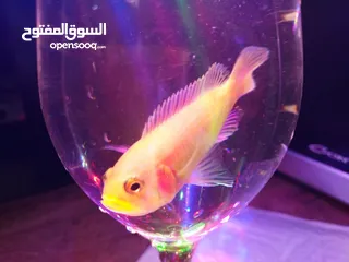  7 حوض وسمك للبيع